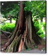 New And Old Trees Meet Acrylic Print