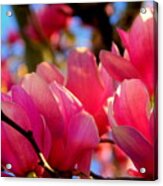 New Orleans In The Dead Of Winter Spring Japanese Magnolias Acrylic Print