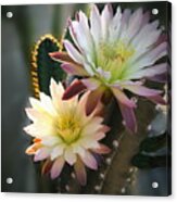 Night-blooming Cereus 3 Acrylic Print