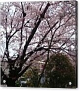 桜の雨🌸

#kyoto #japan Acrylic Print