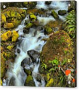 North Vancouver Island Waterfall Acrylic Print