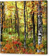 North Woods Trees #6 Acrylic Print