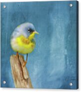 Northern Blue Song Bird Acrylic Print