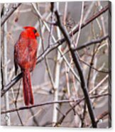 Northern Cardinal In The Sun Acrylic Print