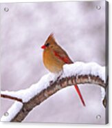 Northern Cardinal In Winter Acrylic Print