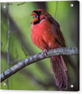 Northern Cardinal - Male Acrylic Print