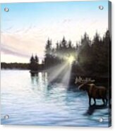 Northern Light - Moose Acrylic Print