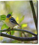 Northern Parula Acrylic Print