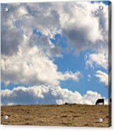 Not A Cow In The Sky Acrylic Print