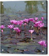Nymphaea Water Lily Dthst0079 Acrylic Print