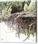 Kailua Beach Roots Acrylic Print