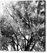 Oak In Autumn Black And White Acrylic Print