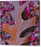 Oak Leaf Acrylic Print