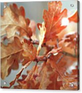 Oak Leaves In Autumn Acrylic Print