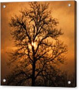 Oak Tree At Sunrise Acrylic Print