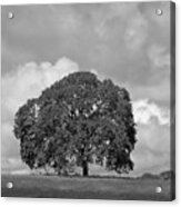 Oak Tree On Hill Acrylic Print