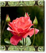 Oak Tree Rose Acrylic Print