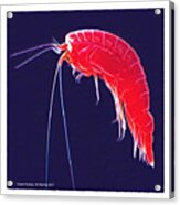 Ocean Fantasy - Amphipod Acrylic Print