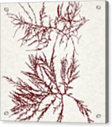 Ocean Seaweed Plant Art Laurencia Tenuissima Acrylic Print