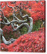 October Red Acrylic Print