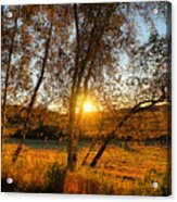 October Sunset Golden Glow Acrylic Print