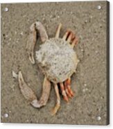 Odd Crab Acrylic Print
