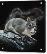 Oh Nuts Acrylic Print