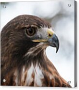 Okeeheelee Nature Center - Sir Galahad The Red-tailed Hawk - Profile Acrylic Print