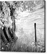 Old Cedar And Barbed Wire Acrylic Print