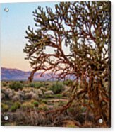 Old Growth Cholla Cactus View 1 Acrylic Print