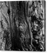 Old Mulberry Tree Whirls And Straight Lines Acrylic Print