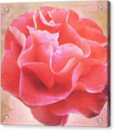 Old Rose Acrylic Print