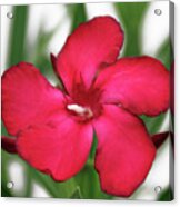 Oleander Blood-red Velvet 1 Acrylic Print