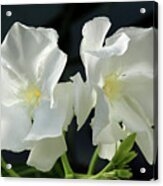 Oleander Mont Blanc 1 Acrylic Print