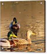 On Golden Pond Acrylic Print