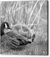 On Mother's Day Bw Acrylic Print