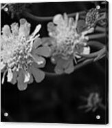 On Pins And Needles A Black And White Photograph Of Pincushion Flowers Acrylic Print
