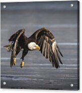 On The Wing Acrylic Print