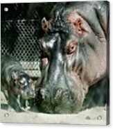 One Day Old Baby Hippo And Mom Acrylic Print