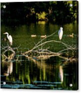 One Legged Egrets Acrylic Print
