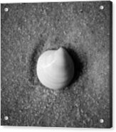 One Striped Pastel Sea Shell Macro On Fine Wet Sand Black And White Acrylic Print