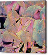 Opal Hydrangea Acrylic Print