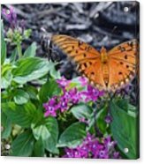 Open Wings Of The Gulf Fritillary Butterfly Acrylic Print