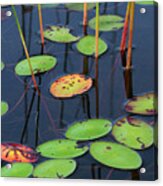 Orange And Green Water Lily Pads Acrylic Print