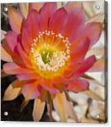 Orange Cactus Flower Acrylic Print