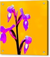 Orange Champagne Orchid Acrylic Print
