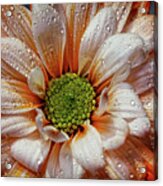 Orange Daisy With Raindrops Acrylic Print