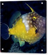 Orange Filefish Acrylic Print