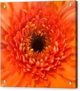 Orange Gerbera Daisy Acrylic Print