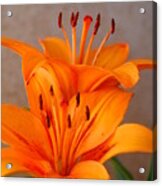 Orange Lilies 3 Acrylic Print